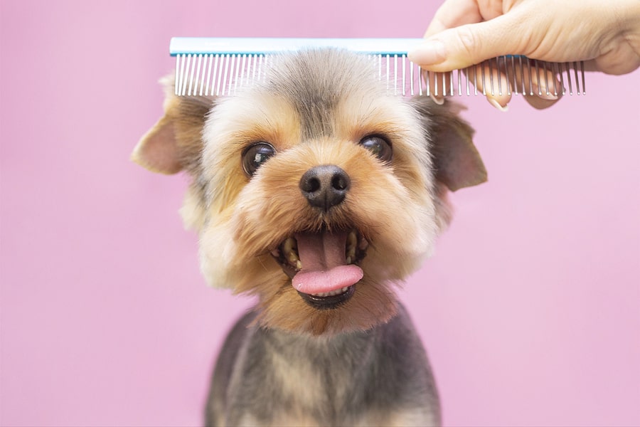 7 Professional Dog Grooming Techniques You Can Do at Home