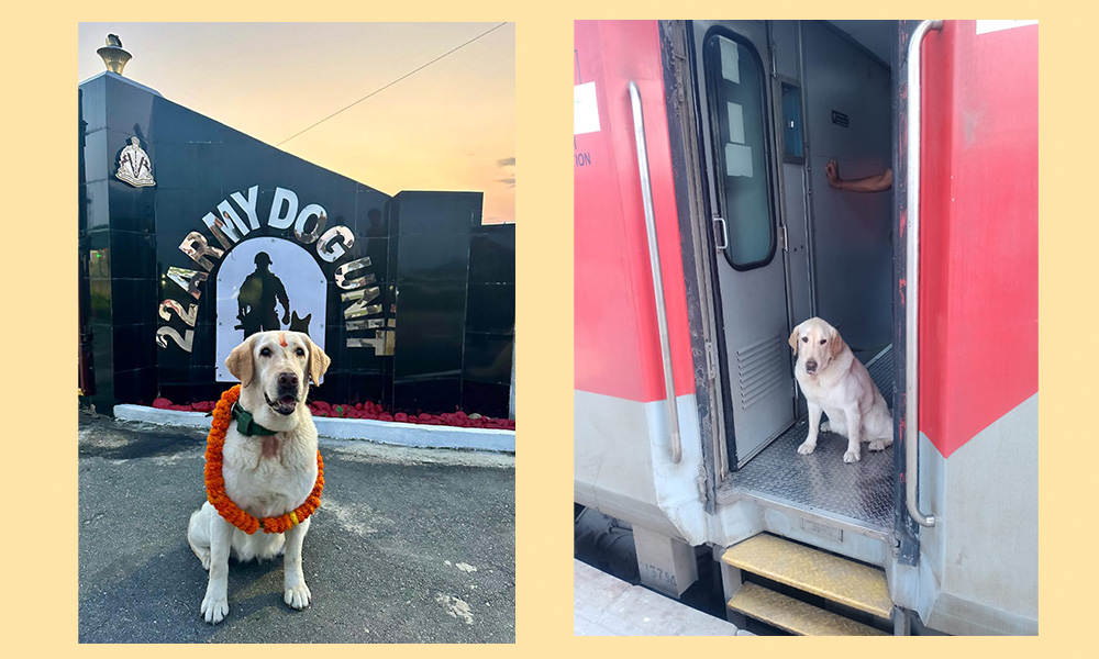 Nine year old “Meru” ‘Tracker Canine Warrior’ of 22 ADU boarded the train on its final journey to Old Age Home at RVC Centre and College Meerut.